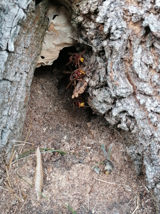 Ein Hornissennest in Baumrinde am Boden mit zwei Wespen drinnen, umgeben von Gras.