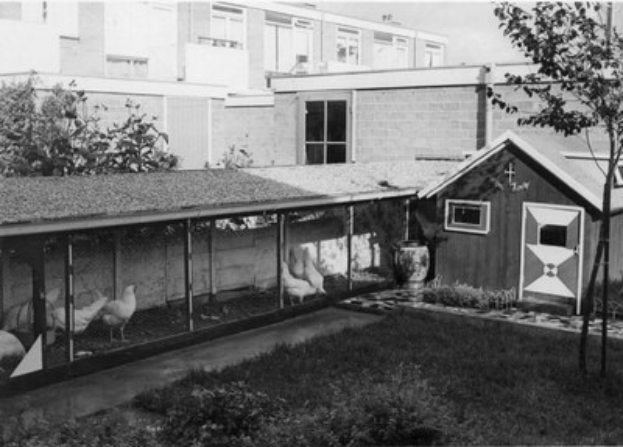 Schwarzes und wei├čes Foto von Hühnern in einem Freilaufgehege mit Gras, Pflanzen, B├Ąumen und einem Geb├Ąude mit Fenstern im Hintergrund.