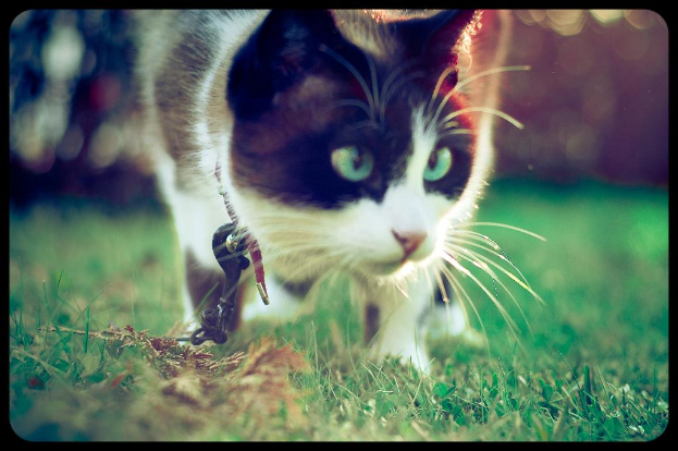 Eine Katze liegt auf dem Gras.