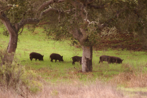 Eine Wildschweinherde grast auf einer saftig grünen Wiese umgeben von Bäumen und Pflanzen.