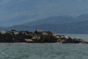 Eine Gruppe von Seehunden, die auf einem Felsen im Wasser ruhen, mit Bäumen und Bergen im Hintergrund.