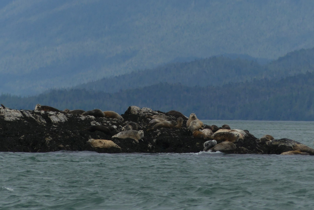 Eine Gruppe von Seehunden, die auf einem Felsen im Wasser ruhen, mit Bäumen und Bergen im Hintergrund.