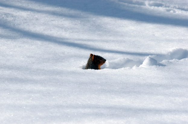 Ein schnauzenförmiges Objekt teilweise im Schnee vergraben.