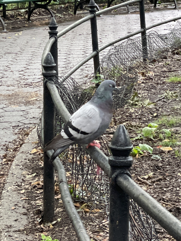 Stadt erlaubt Tauben-Abwehr BirdFree erneut abzubauen