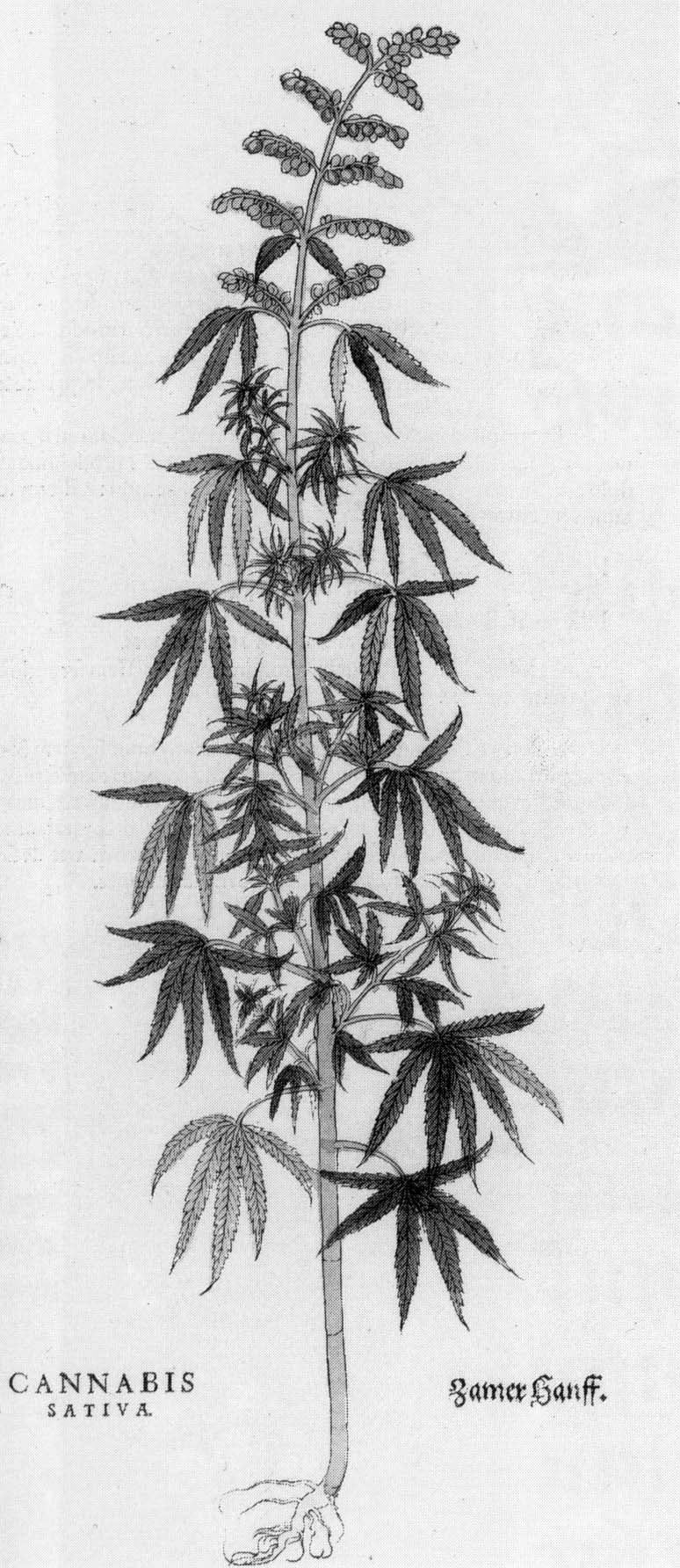 Eine Schwarz-Weiß-Zeichnung einer Hanfpflanze mit der Beschriftung "Cannabis Sativa" unten.