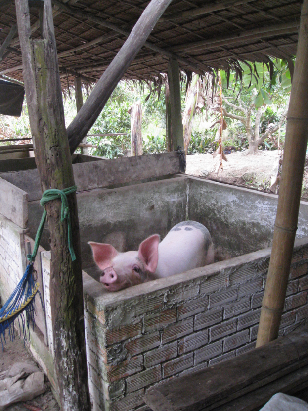 Ein rotes Schwein steht in einem Holz-dachgedeckten Gehege mit Wänden drumherum.
