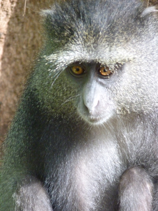 Ein Vervet-Affe mit grauer Fellfarbe und einem weißen Gesicht sitzt aufmerksam auf einem Felsen, die Hände verschränkt, und schaut in die Ferne.