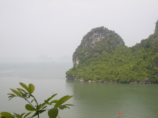 Kleine Insel mit grünen Bäumen, umgeben von Wasser, hellem Himmel und Pflanzen am Boden.