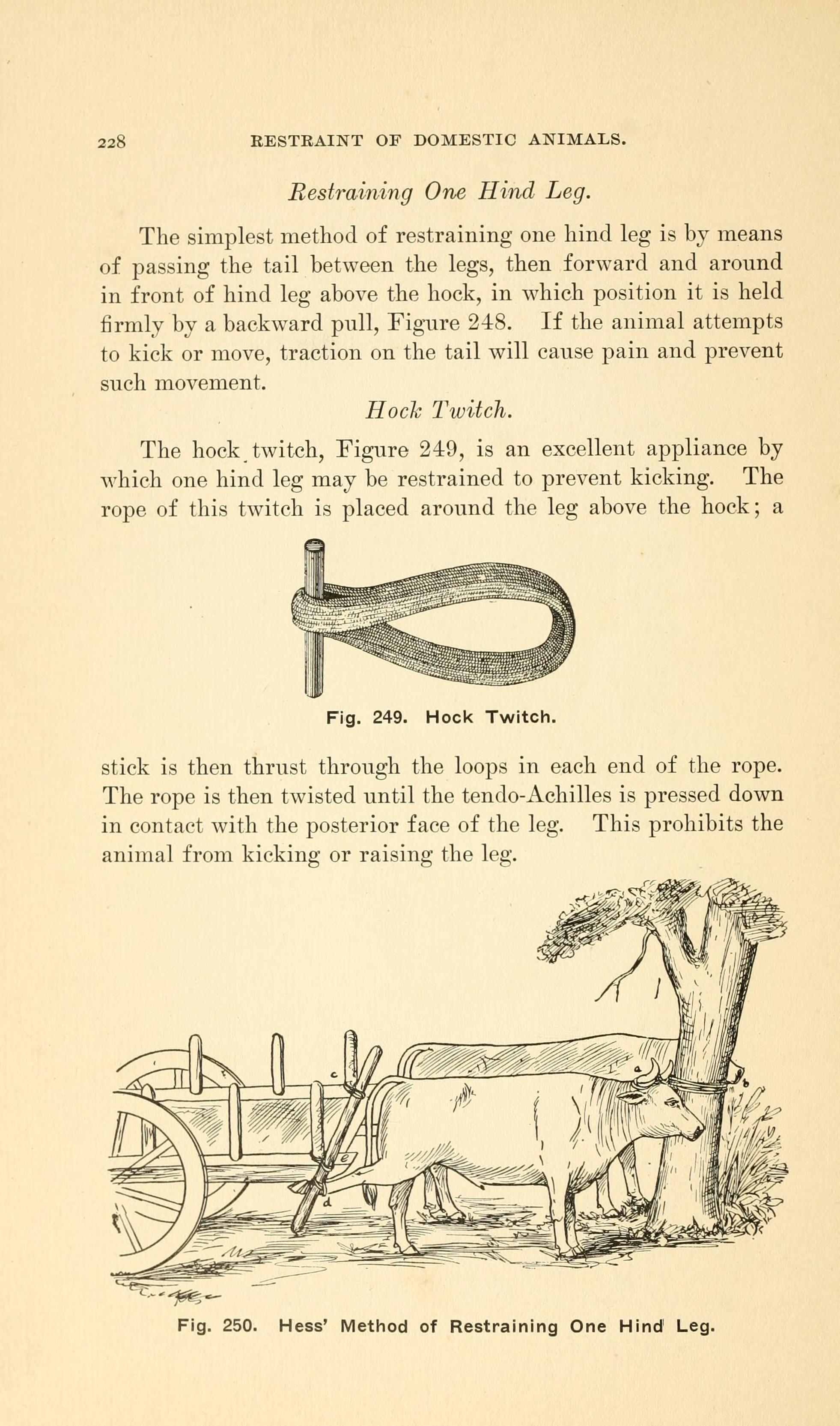 Ein altes Buch mit einer Zeichnung einer Kuh, die einen Karren zieht, mit einem Baum im Hintergrund und der Inschrift "Einschränkung von Haustieren" auf der Seite.